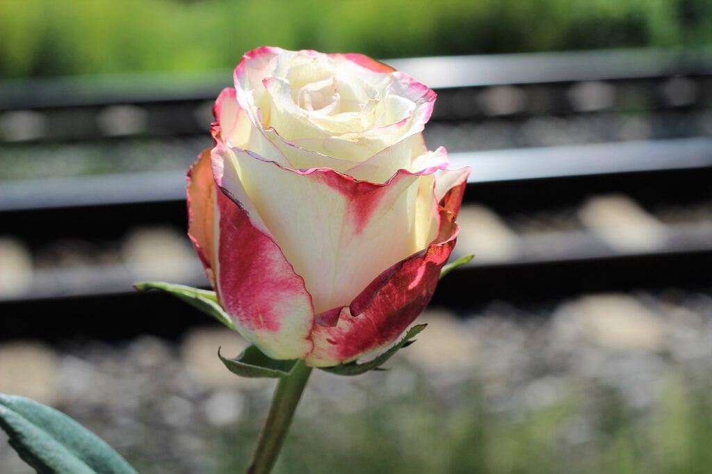 stop teenager suicide, white red rose, railway-2369114.jpg